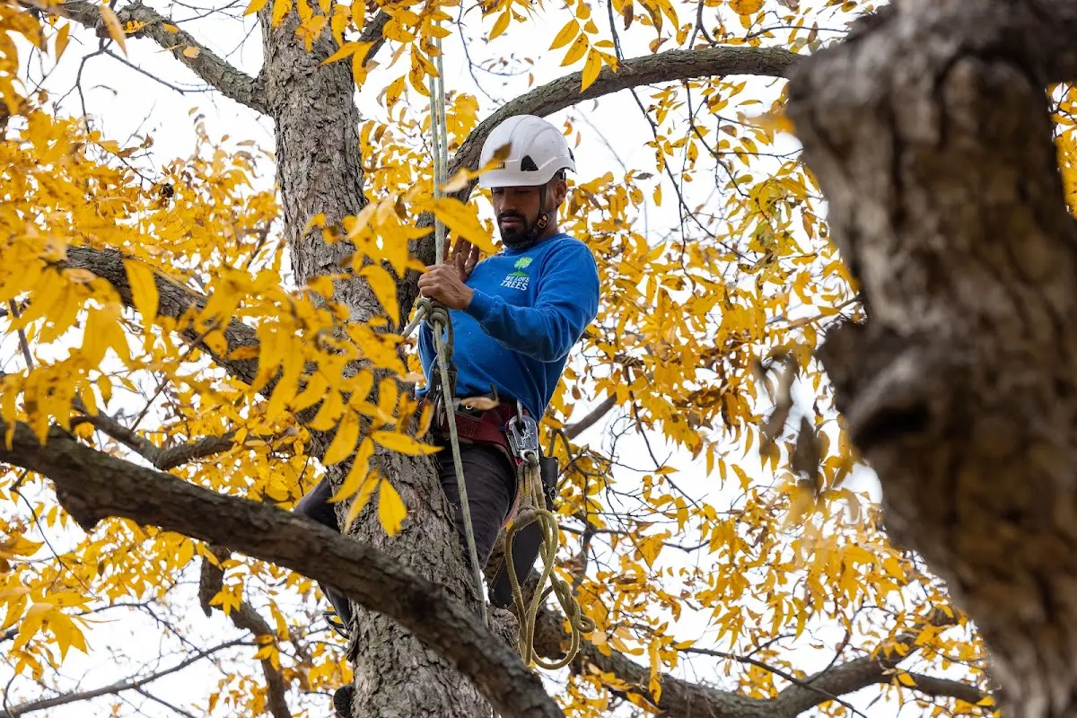 Skilled Tree Planing crew working in Ridgway